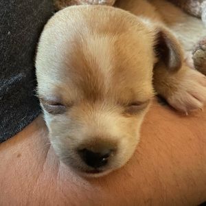 Meet your Posher, Lily